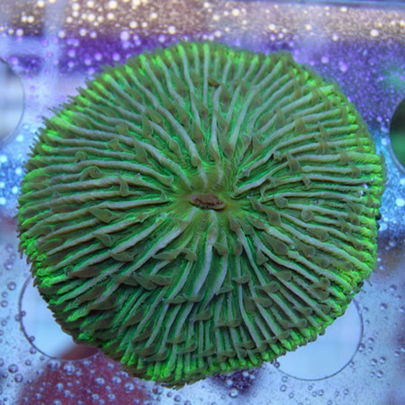 Green Plate Coral
