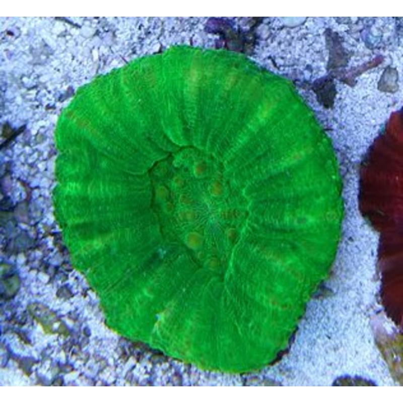 Green Scolymia