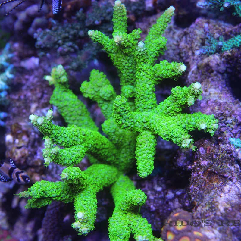 Green Slimer Stag