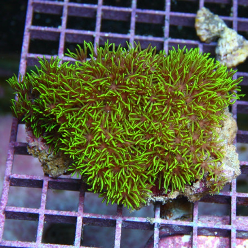 Green Star Polyp - Value Size