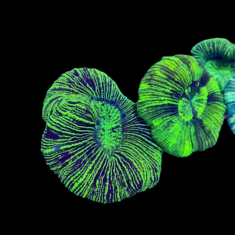 Green Trachy Open Brain Sm/Md