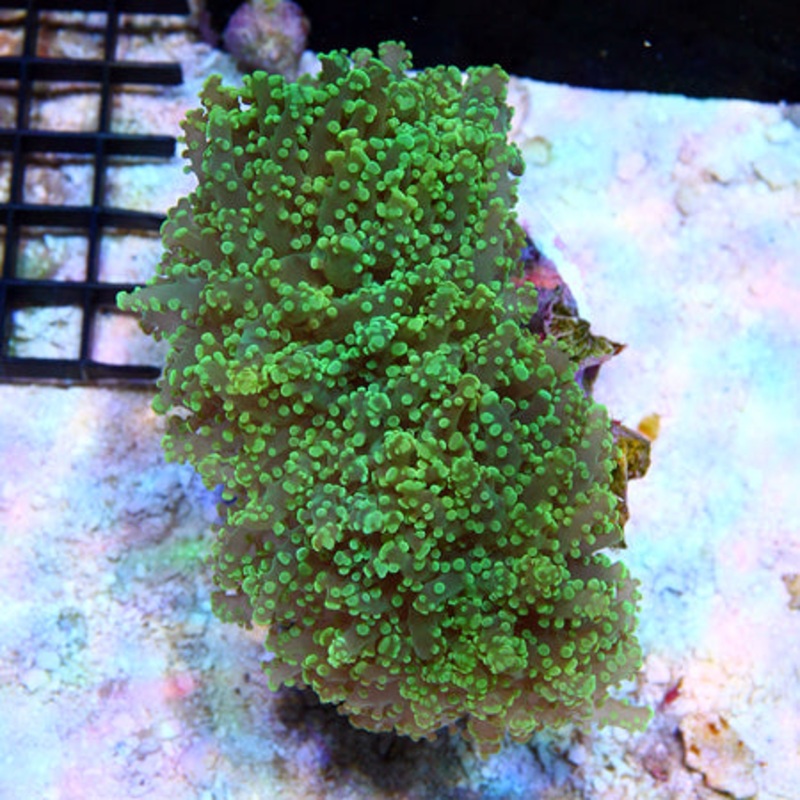 Green Wall Frogspawn