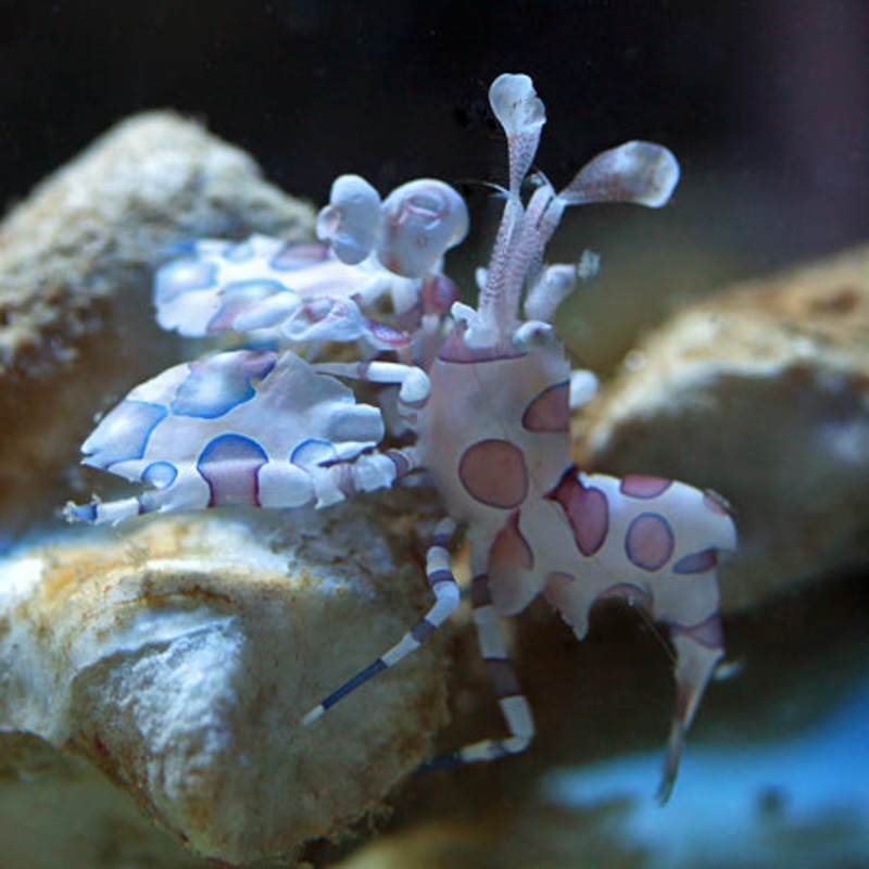 Harlequin Shrimp