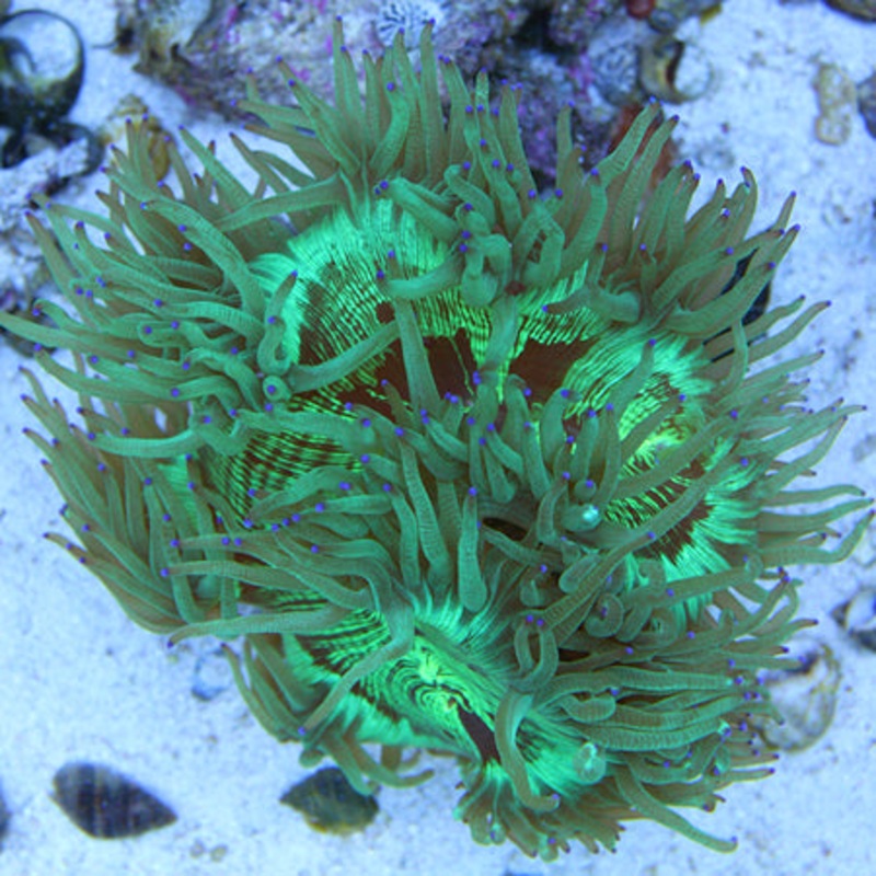 Indo Metallic Color Tip Elegance Coral Med/Lg