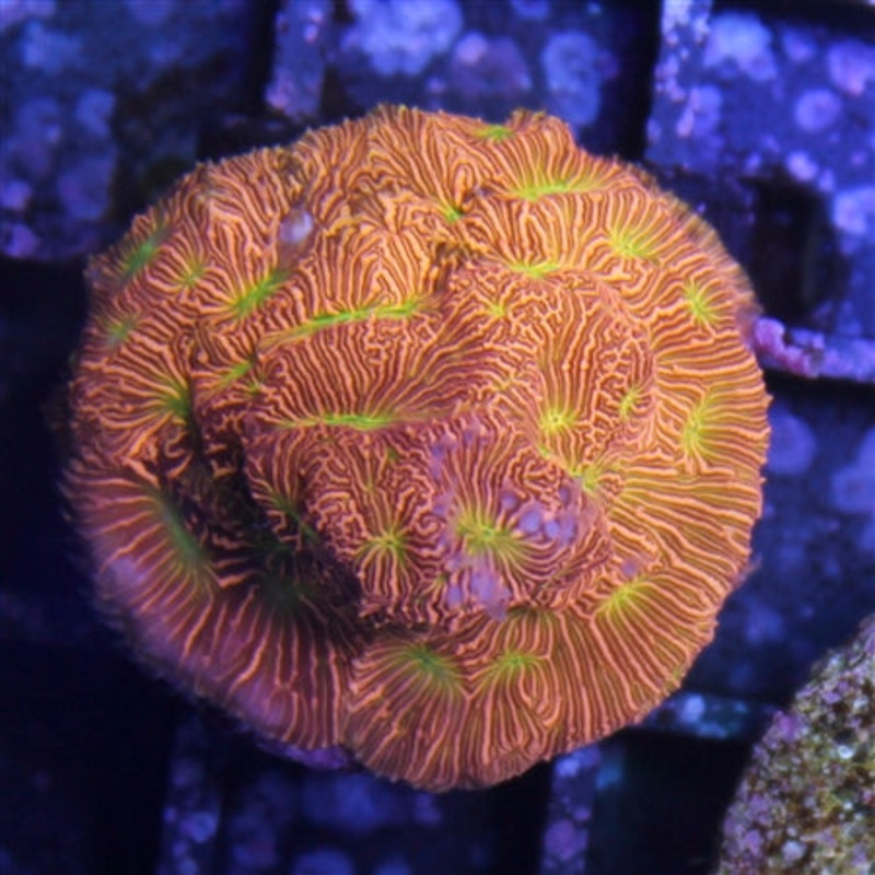 Jason Fox Jack-O-Lantern Leptoseris