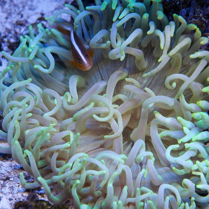 Long Tentacle Anemone - Green (4"-8")