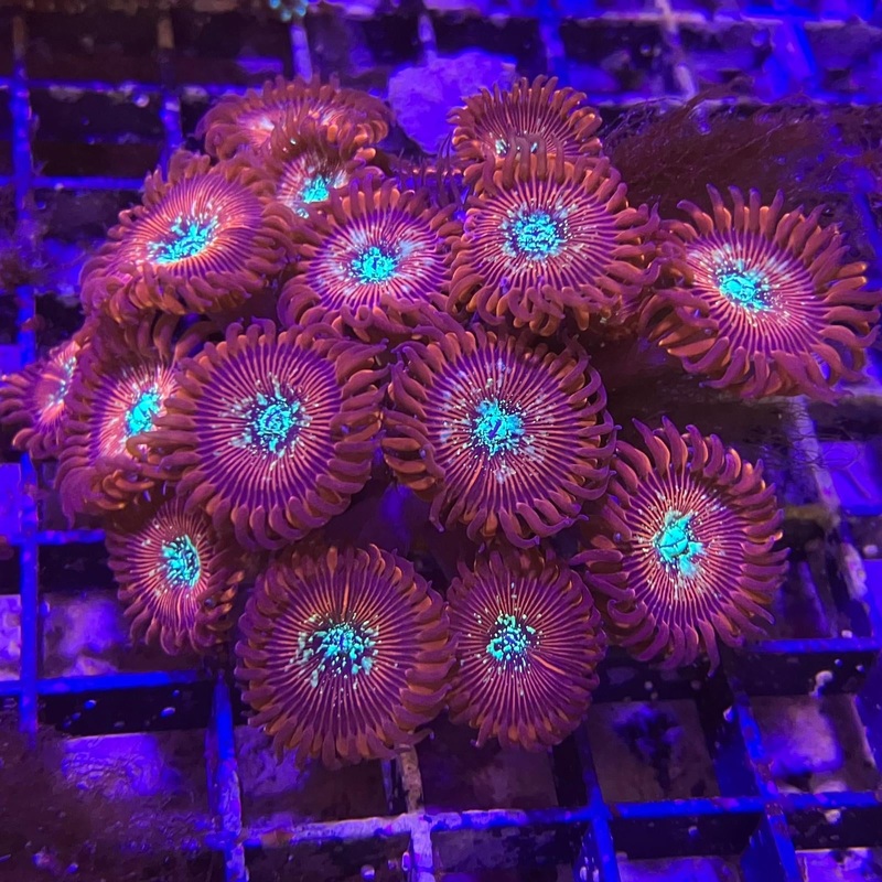Magician Paly Frag