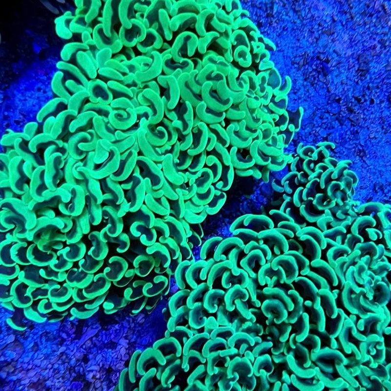 Metallic Green Wall Hammer Md