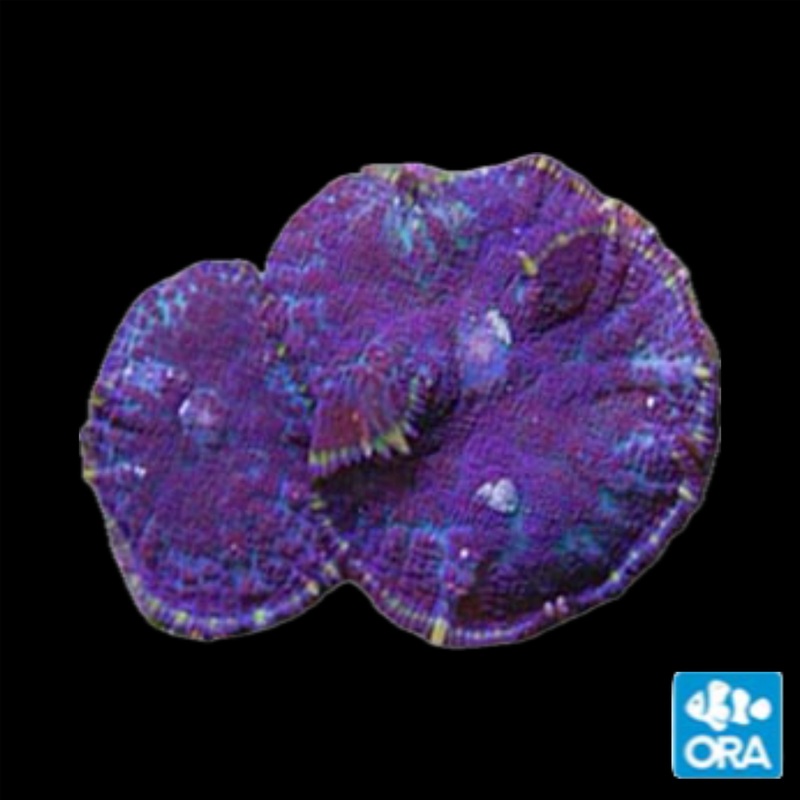 MIMF Purple Bullseye Rhodactis