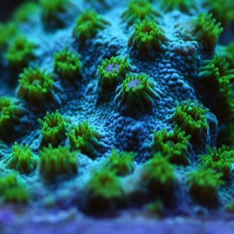 Minefield Cyphastrea