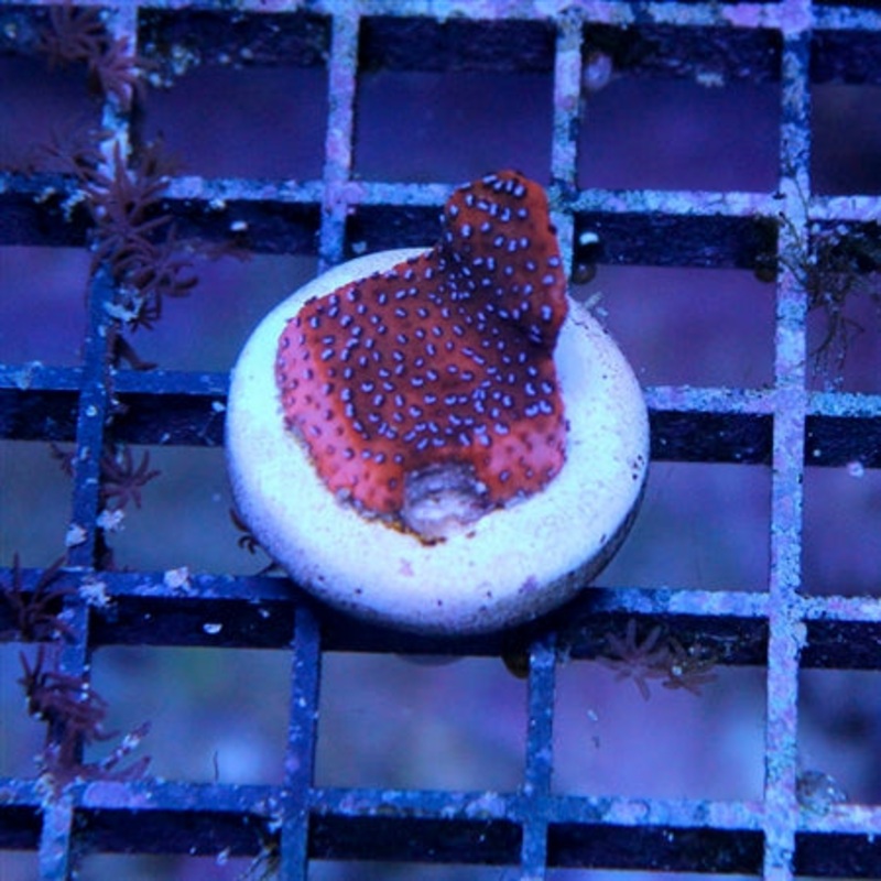 Mystic Montipora