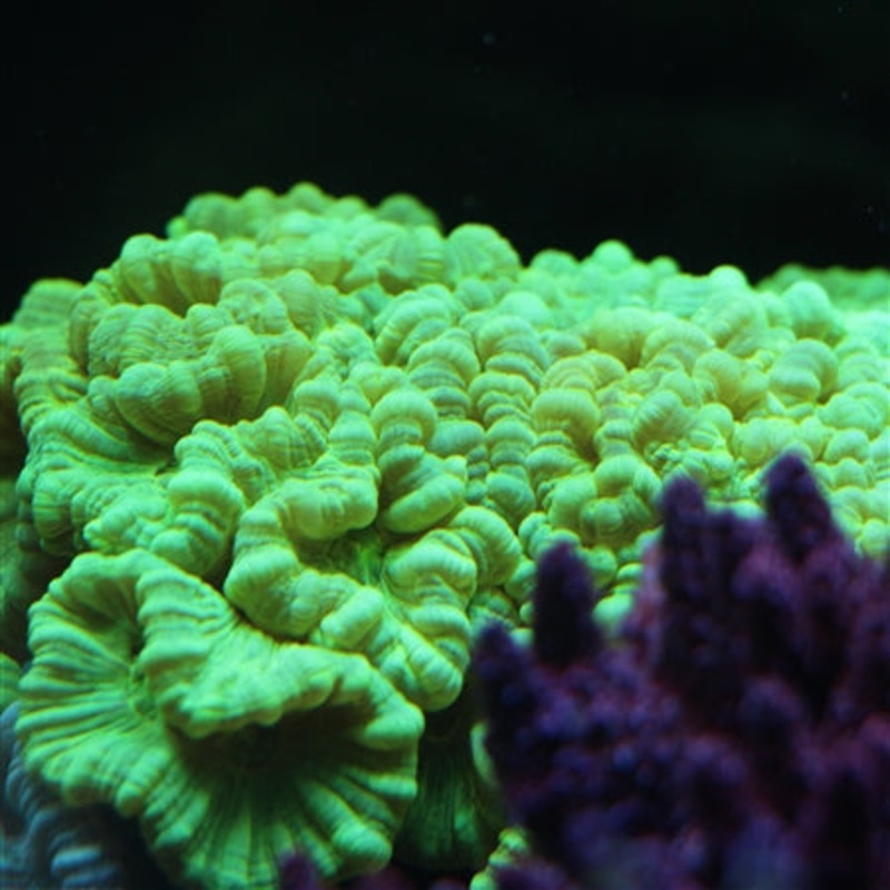 Neon Green Candy Cane Frag