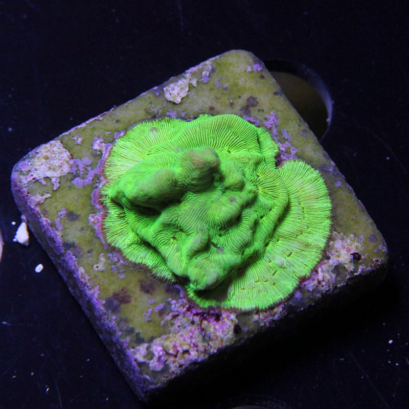 Nuclear Waste Green Leptastrea