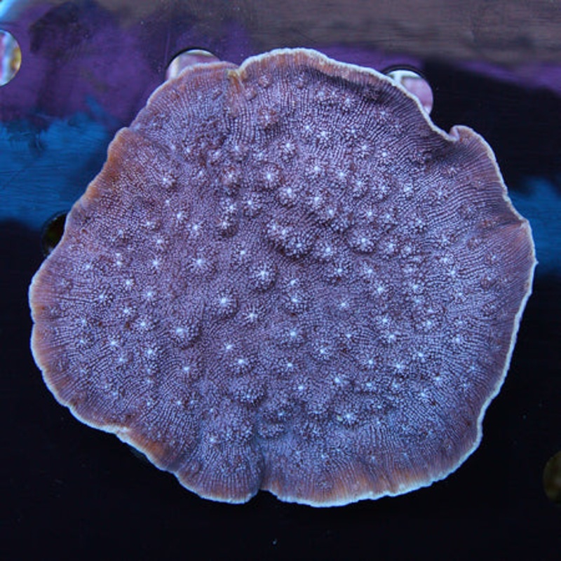 ORA Blue Chalice