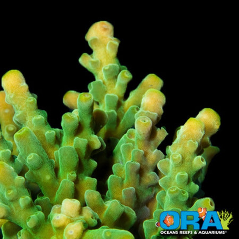 ORA Frogskin
