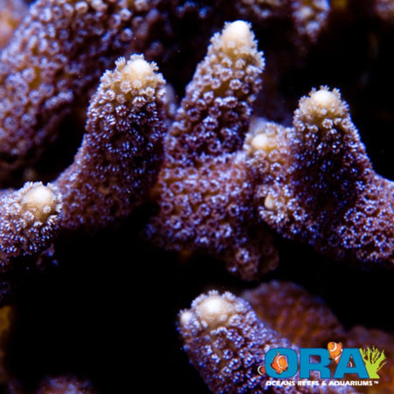 ORA German Blue Polyp Digitata
