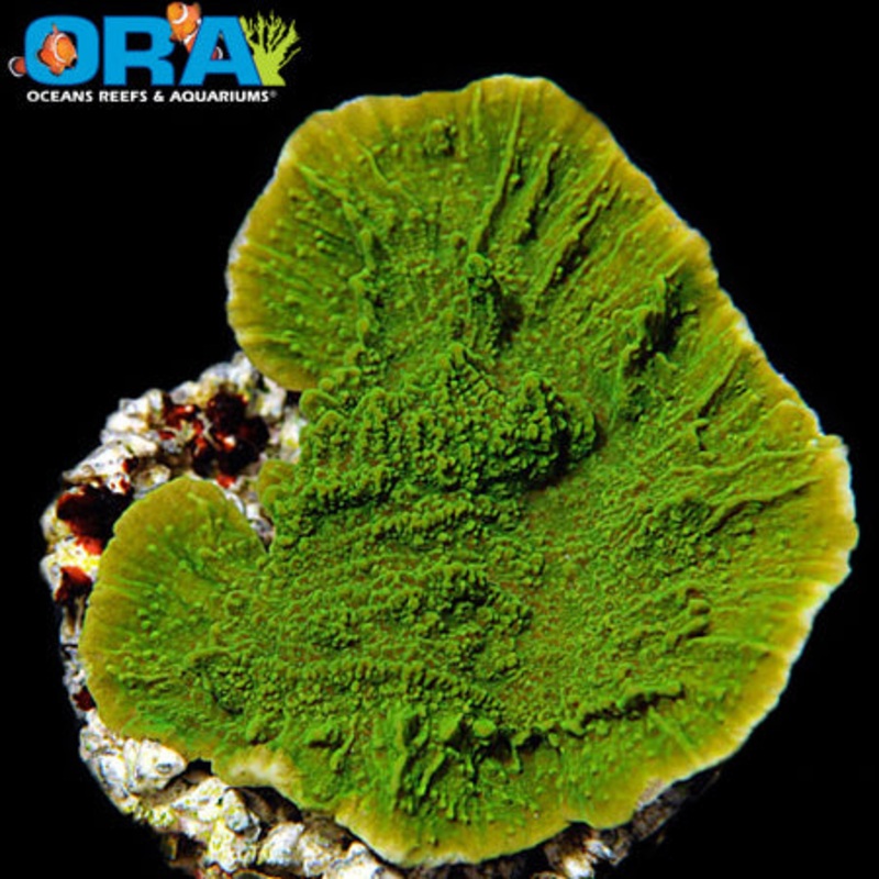ORA Green Capricornis