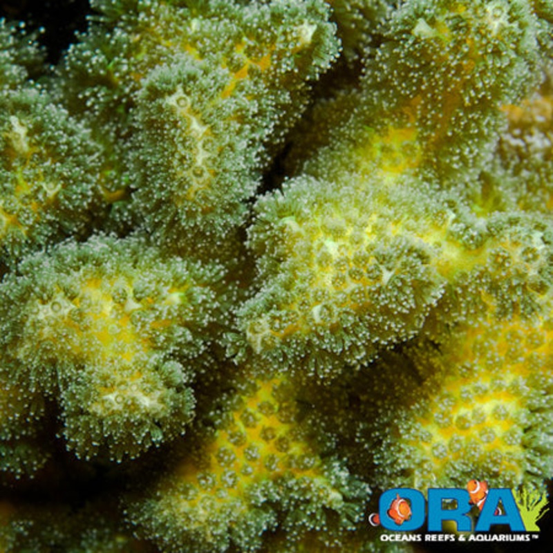 ORA Green Pocillopora Damicornis