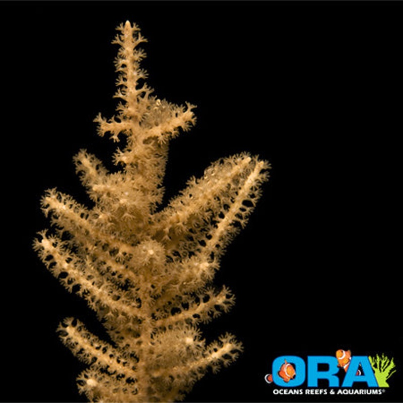 ORA Grube's Gorgonian