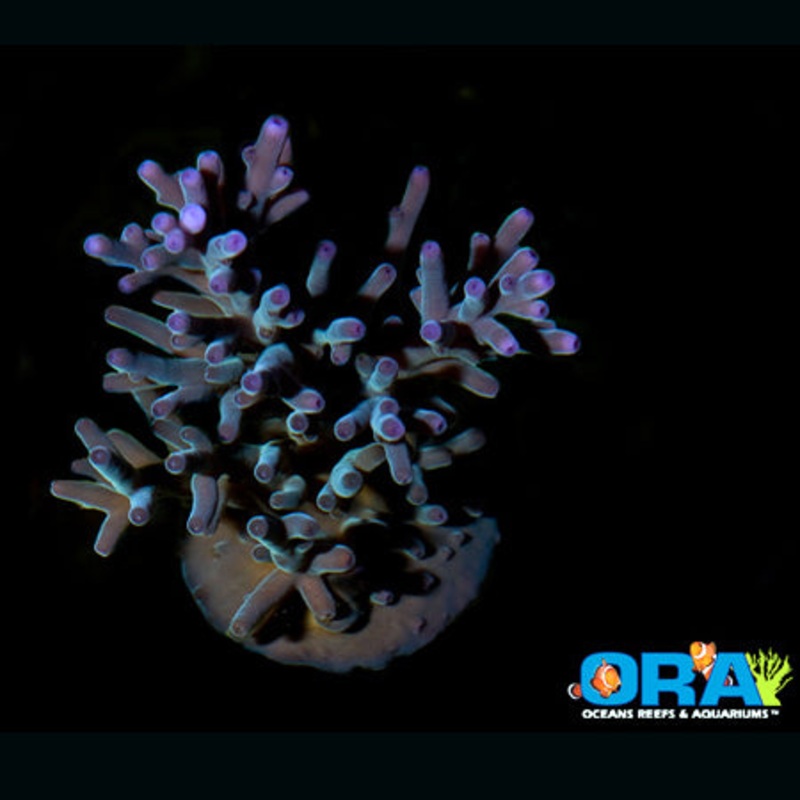 ORA Hawkin's Echinata