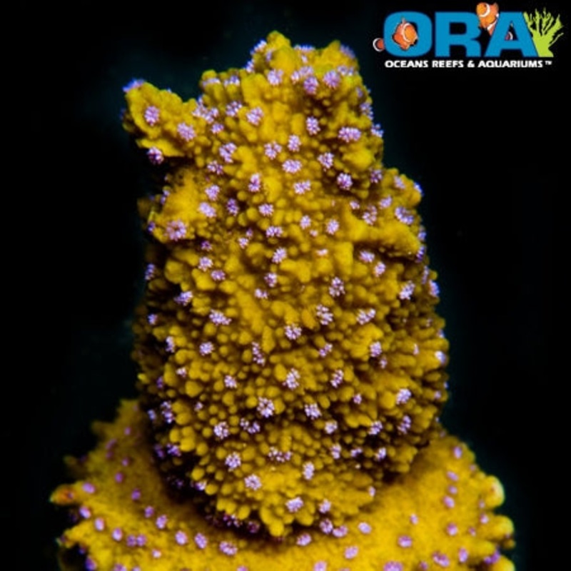 ORA Lantana Montipora