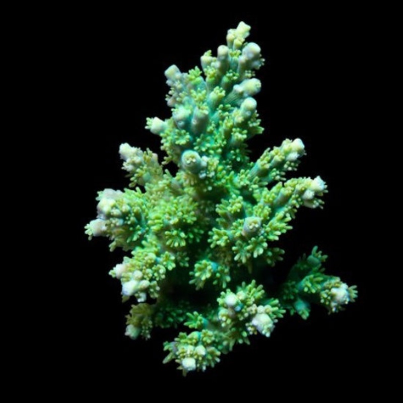 ORA MIMF Green Fuzzy Acro