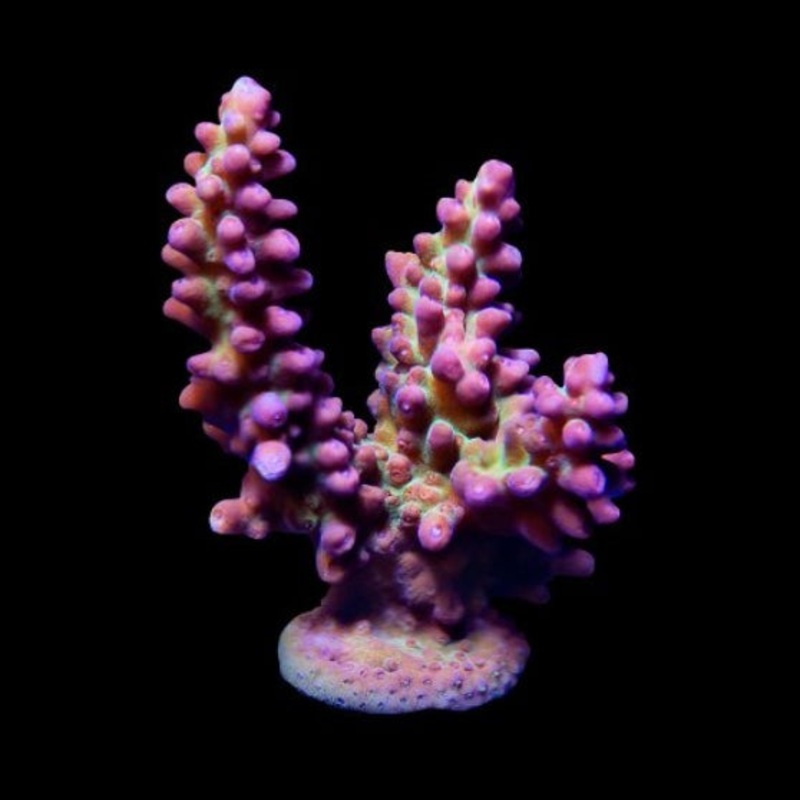 ORA MIMF Pink & Green Acro