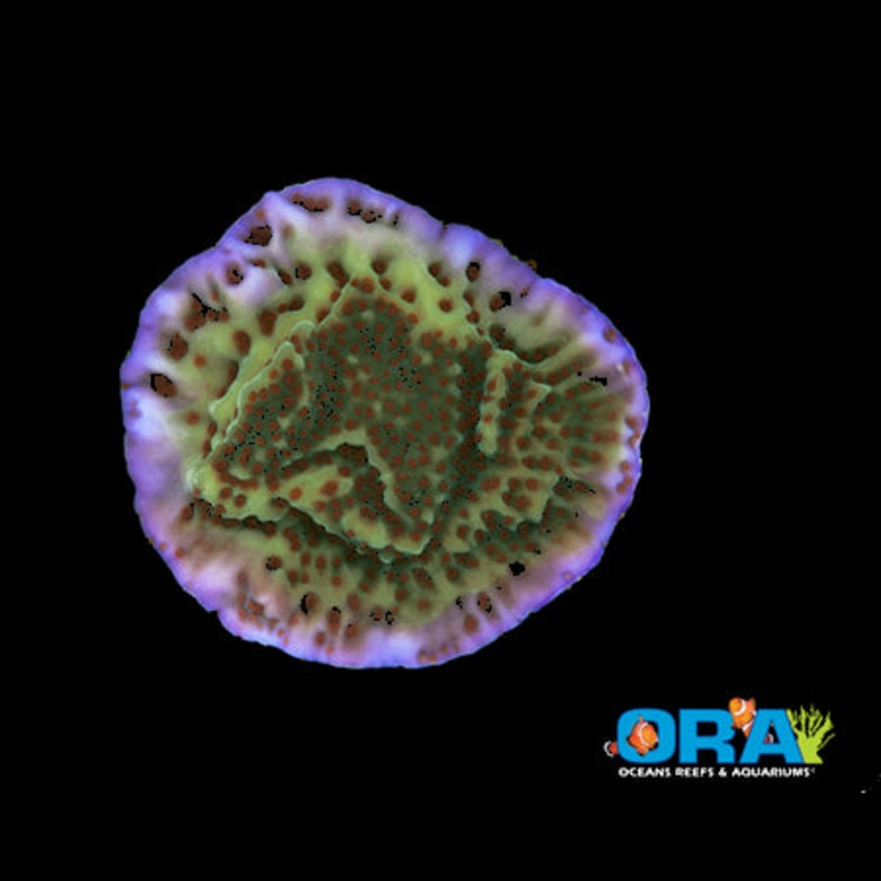 ORA Mind Trick Montipora