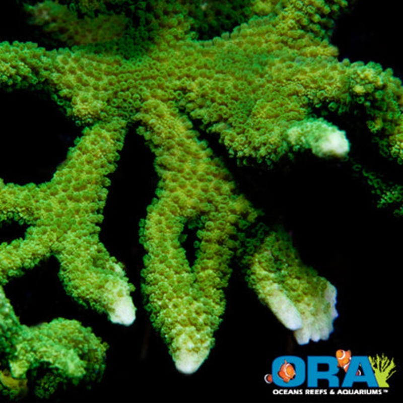 ORA Neon Green Montipora Digitata