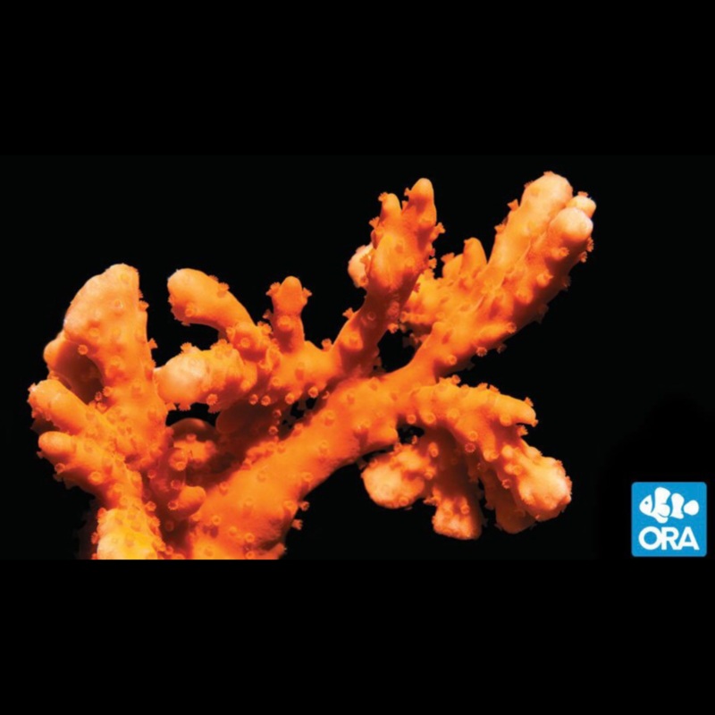 ORA Orange Montipora Setosa