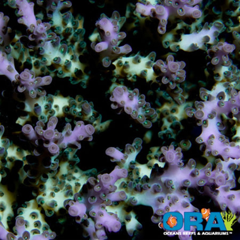 ORA Pearlberry Acropora