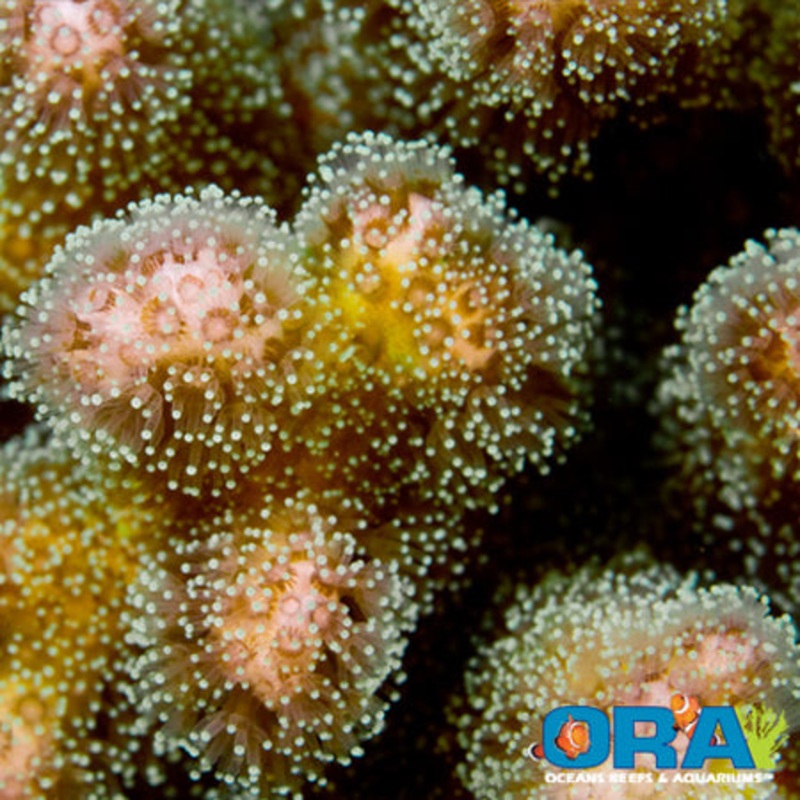 ORA Pink & Green Pocillopora Damicornis