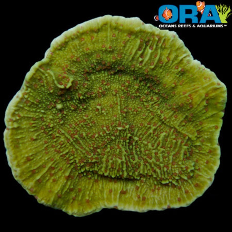 ORA Pink Polyp Montipora Capricornis