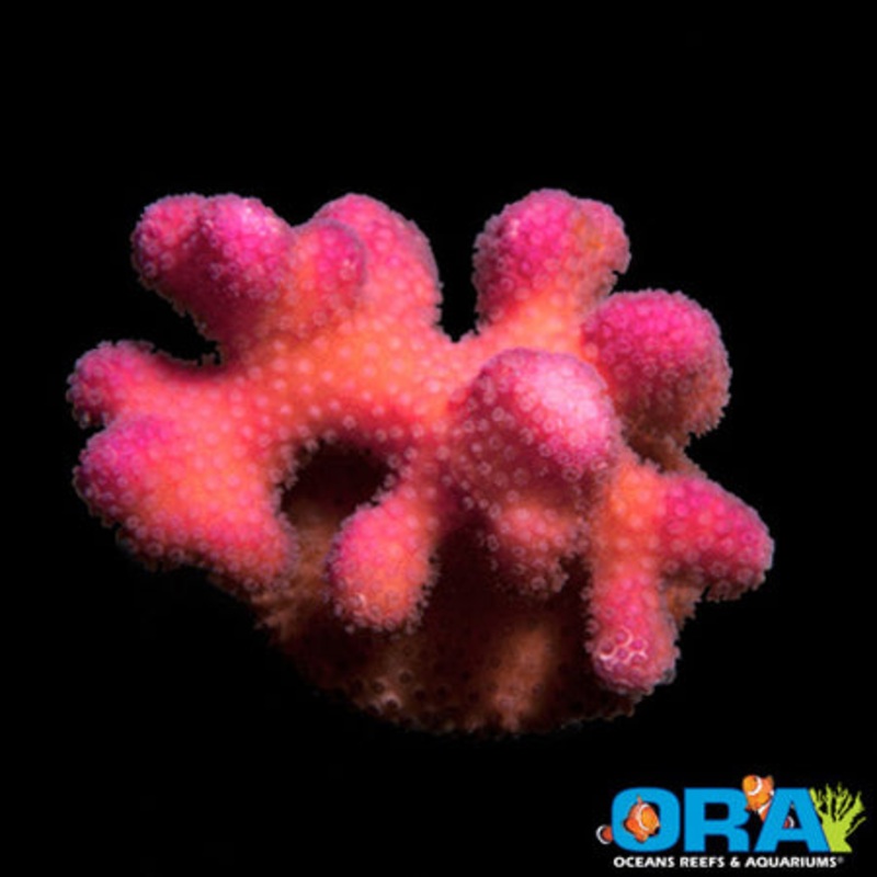 ORA Pink Stylophora