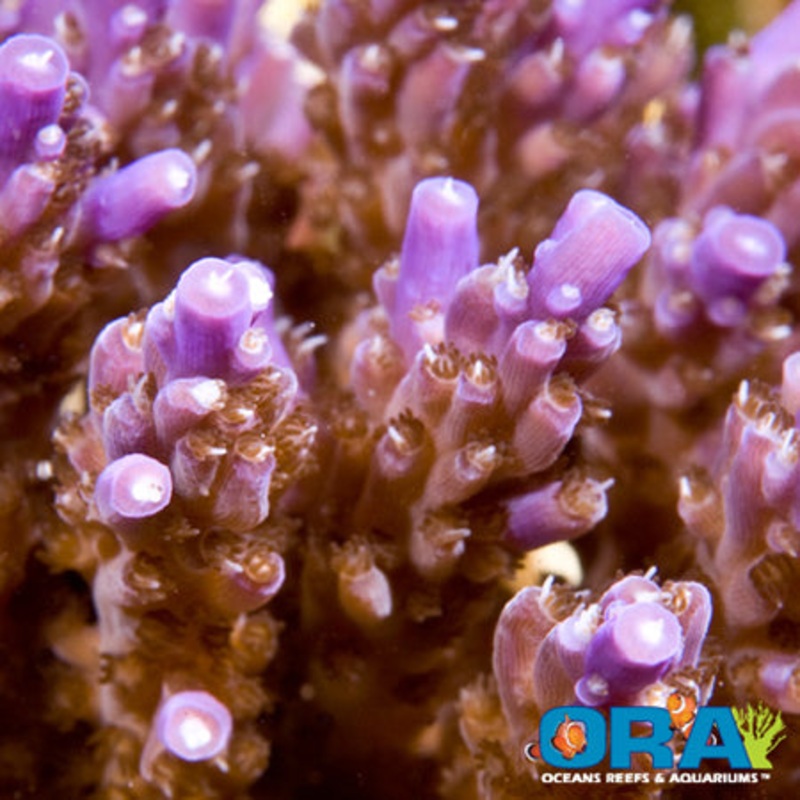 ORA Purple Nana Acropora