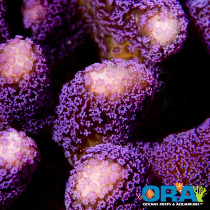 ORA Purple Stylophora