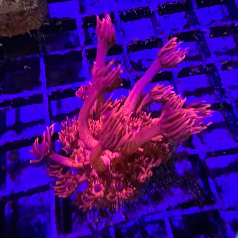 ORA Red Goniopora
