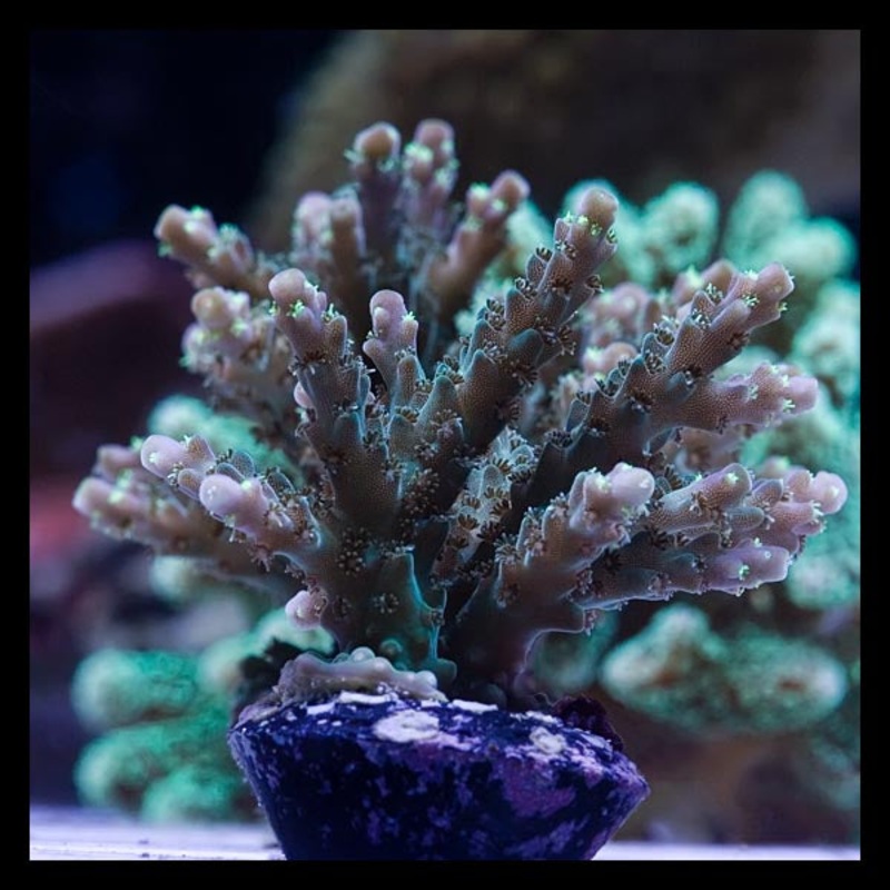 ORA Verde Acropora