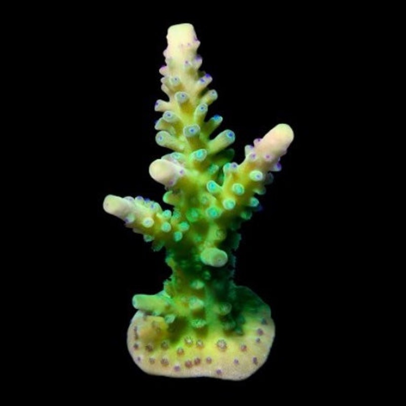 ORA Yellow Tip Green Stag