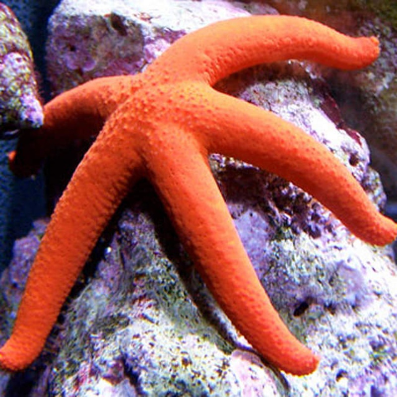 Orange Linckia Star