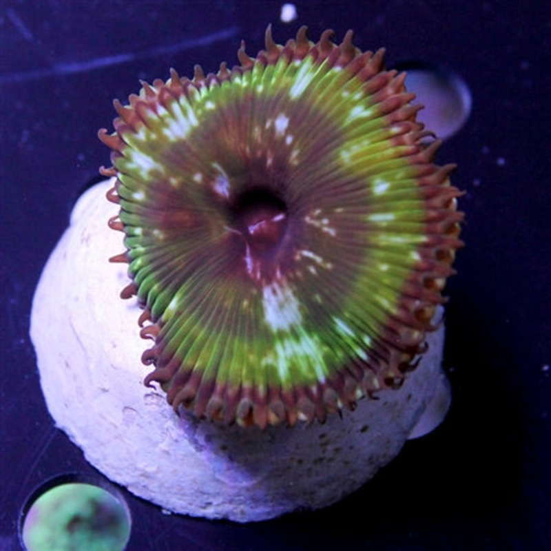 Palythoa Grandis