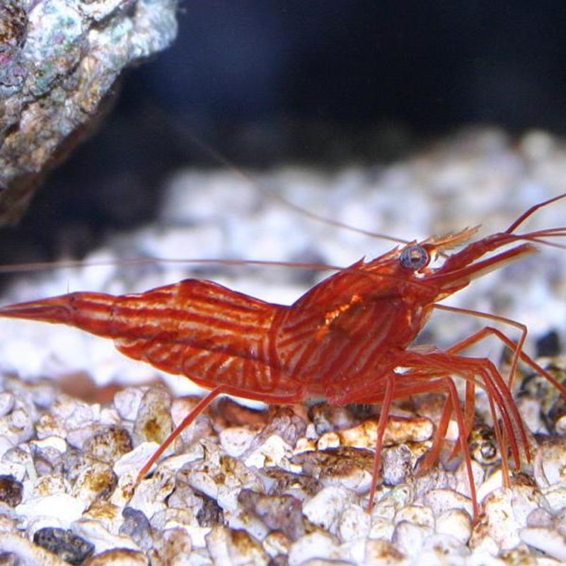 Peppermint Shrimp