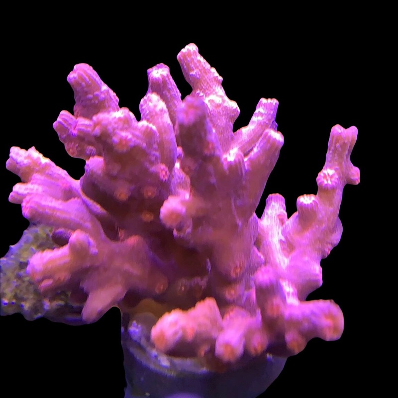 Pink Branch Cyphastrea