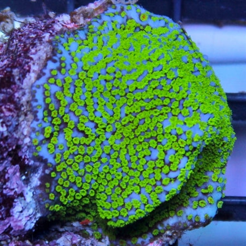 Poker Star Montipora
