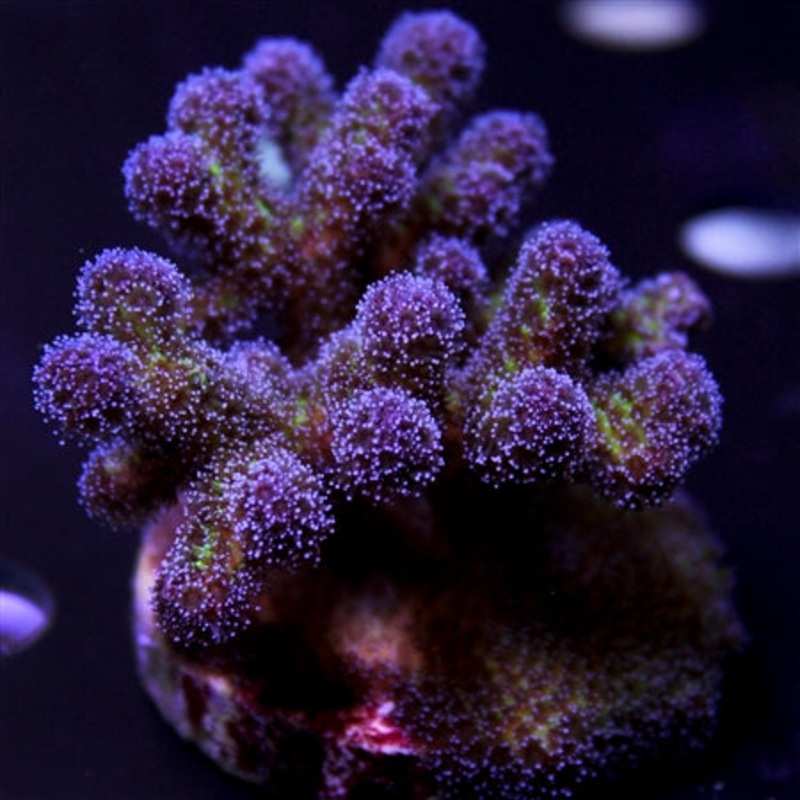 Purple Pocillopora