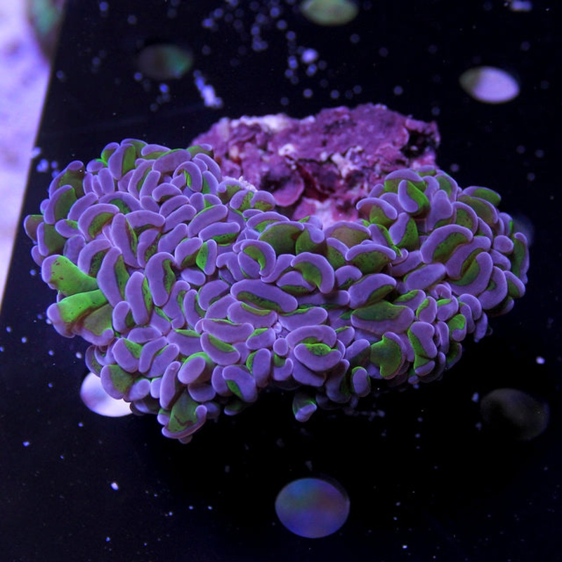 Purple Tip Wall Hammer