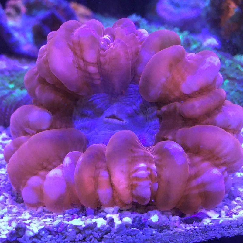Red Cynarina