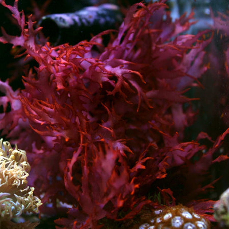 Red Flame Algae aka Dragons Breath