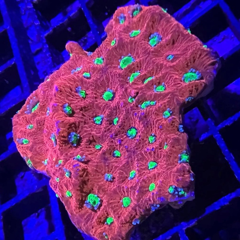 Red War Favia Frag