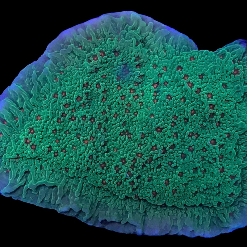 Seasons Greetings Montipora
